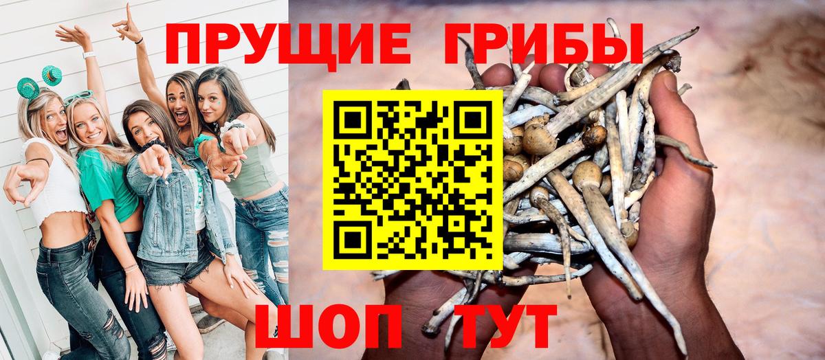 Галлюциногенные грибы Psilocybine cubensis Курчатов